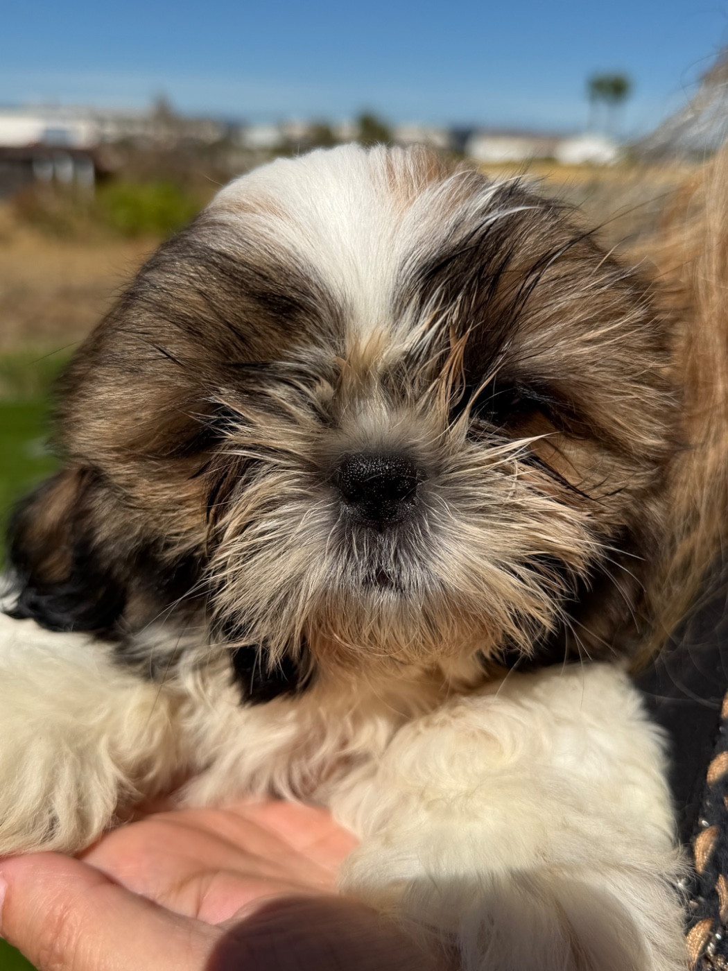 Des Princesses De L'Orb - Chiots disponibles - Shih Tzu