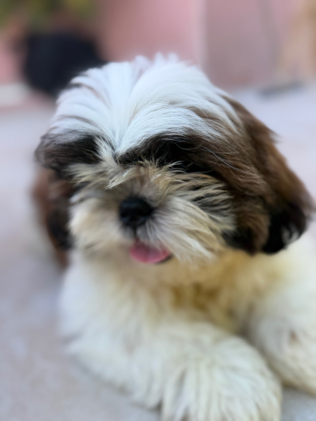 Des Princesses De L'Orb - Chiots disponibles - Shih Tzu