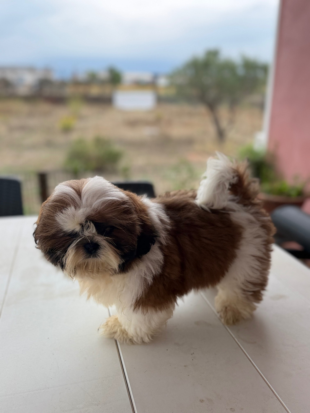 Des Princesses De L'Orb - Chiots disponibles - Shih Tzu