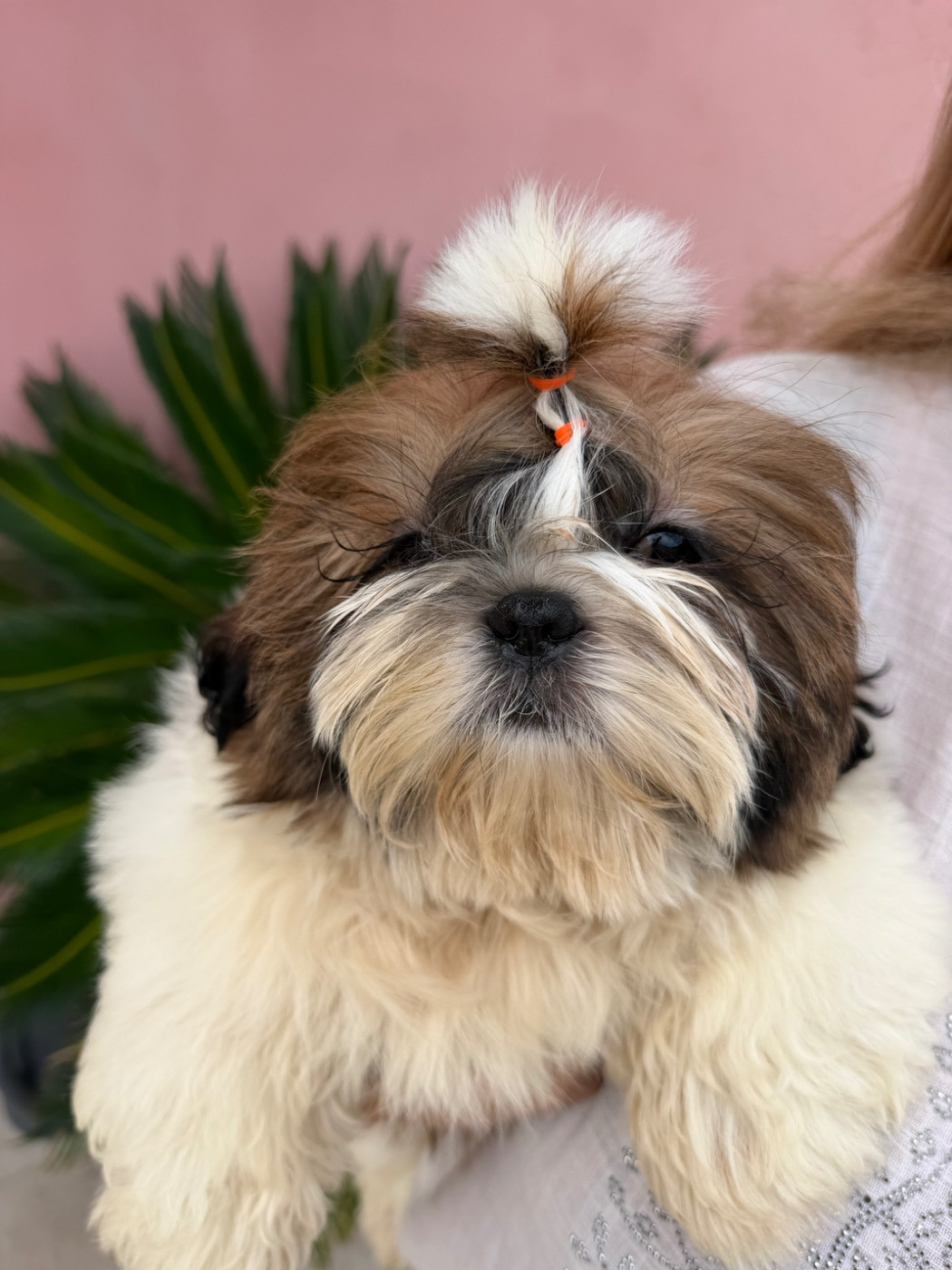 Des Princesses De L'Orb - Chiots disponibles - Shih Tzu