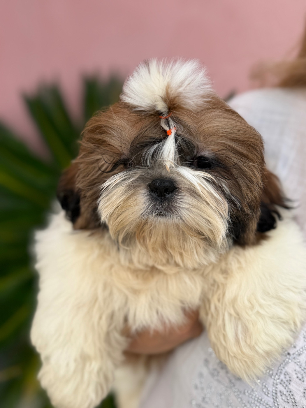Des Princesses De L'Orb - Chiots disponibles - Shih Tzu
