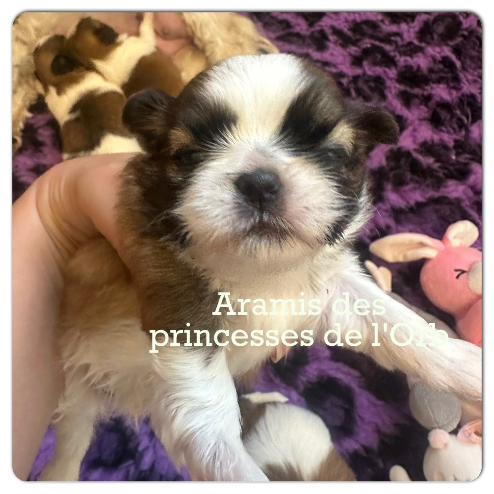 Des Princesses De L'Orb - Chiots disponibles - Shih Tzu