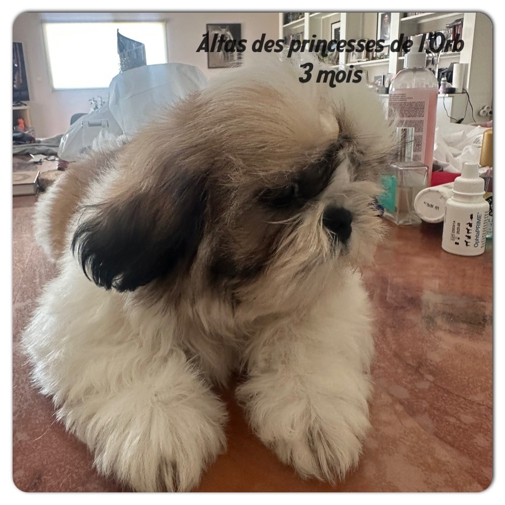 Des Princesses De L'Orb - Chiots disponibles - Shih Tzu