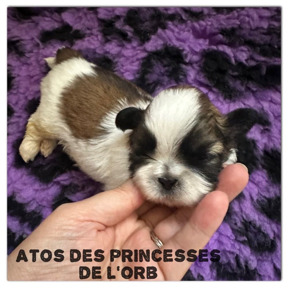 Des Princesses De L'Orb - Chiots disponibles - Shih Tzu
