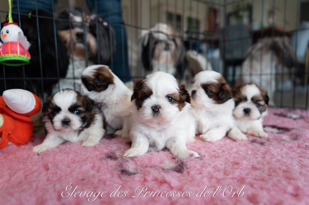 Chiot Shih Tzu Des Princesses De L'Orb