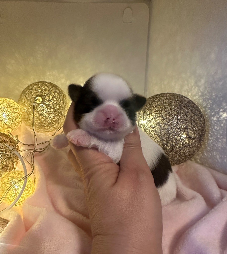 Des Princesses De L'Orb - Chiots disponibles - Shih Tzu