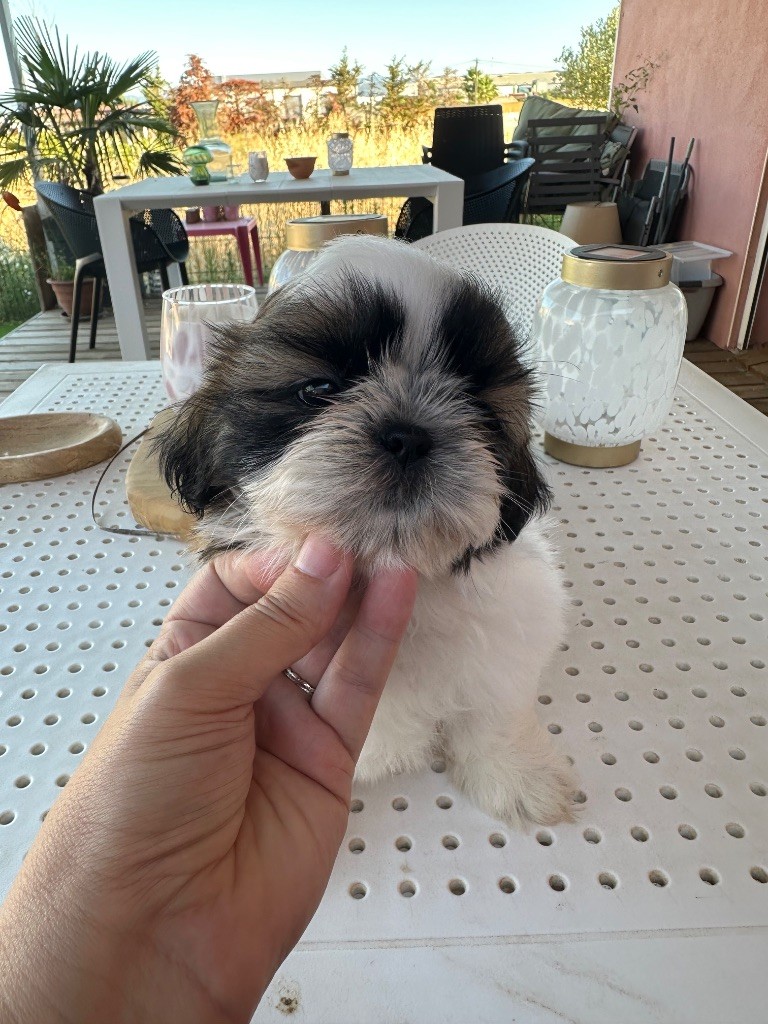 Des Princesses De L'Orb - Chiots disponibles - Shih Tzu