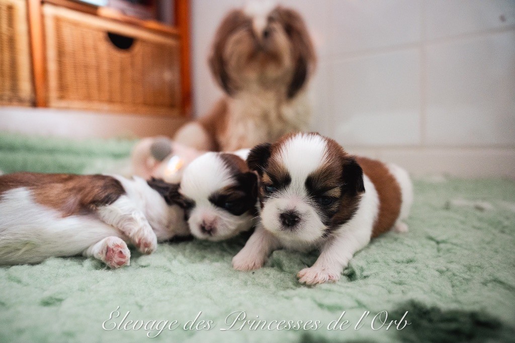 Chiot Shih Tzu Des Princesses De L'Orb