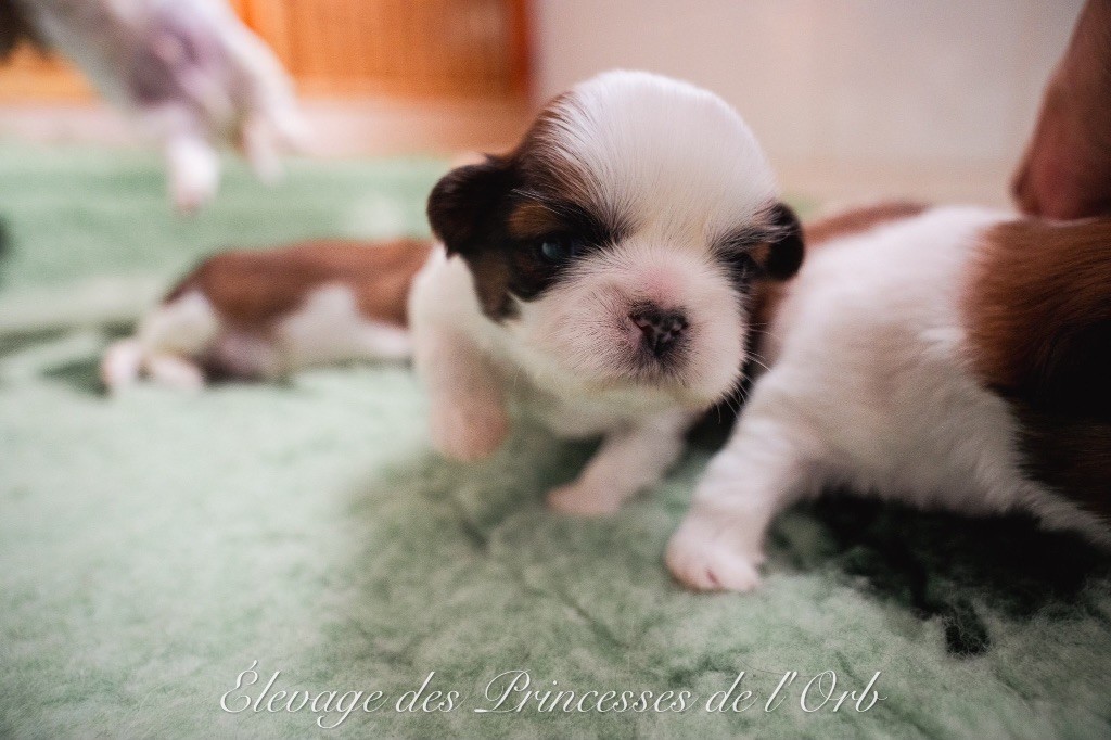 Des Princesses De L'Orb - Chiots disponibles - Shih Tzu