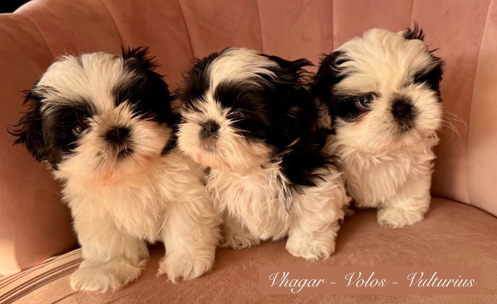 Chiot Shih Tzu Des Princesses De L'Orb