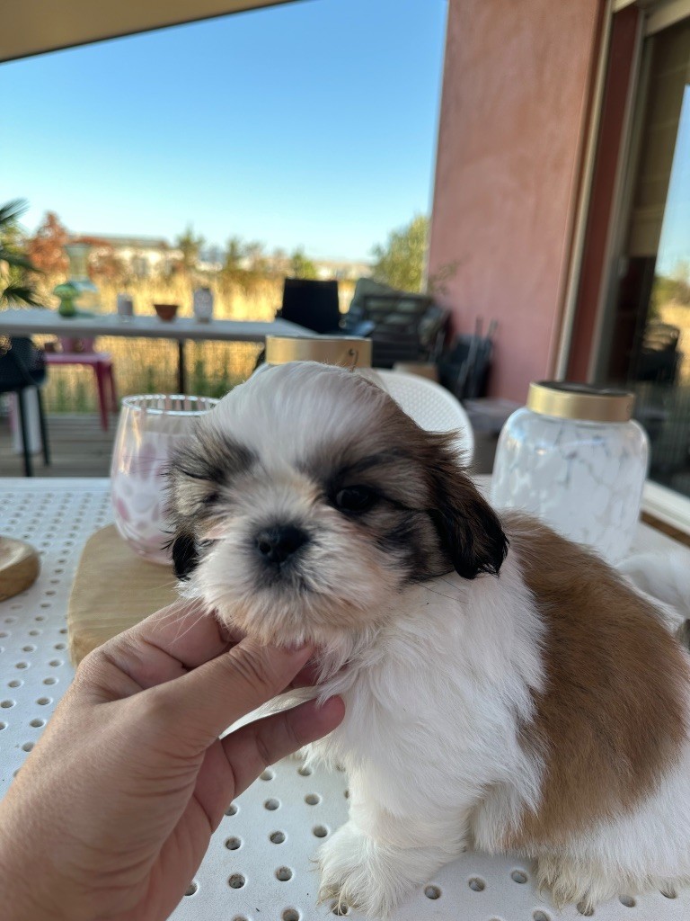 Des Princesses De L'Orb - Chiots disponibles - Shih Tzu