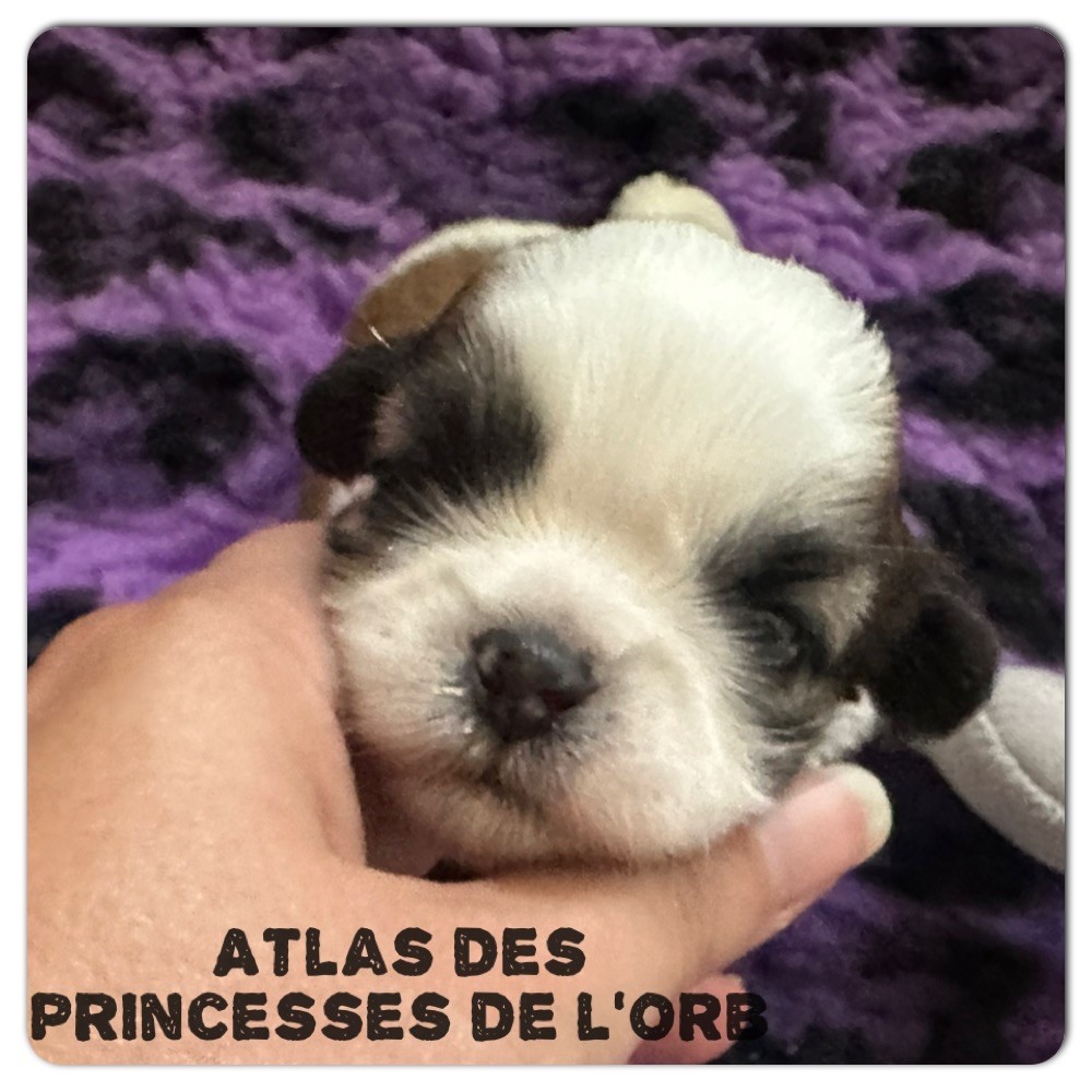 Des Princesses De L'Orb - Chiots disponibles - Shih Tzu